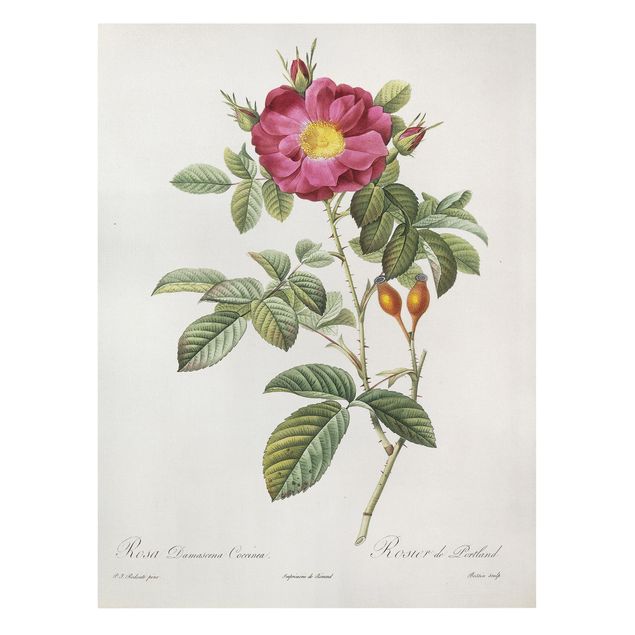 Canvas print - Pierre Joseph Redoute - Portland Rose