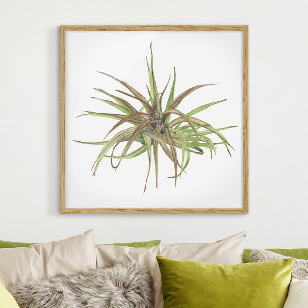 Framed poster - Air Plant Watercolour II