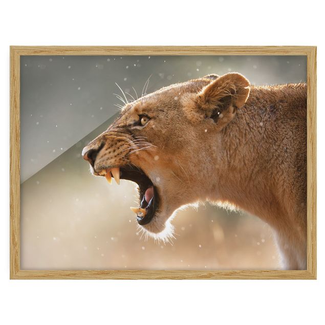 Framed poster - Lioness on the hunt