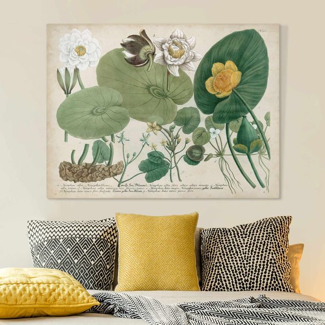 Print on canvas - Vintage Board White Water-Lily