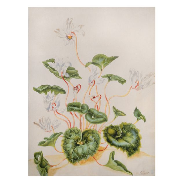 Print on canvas - Anna Maria Sibylla Merian - White Violets