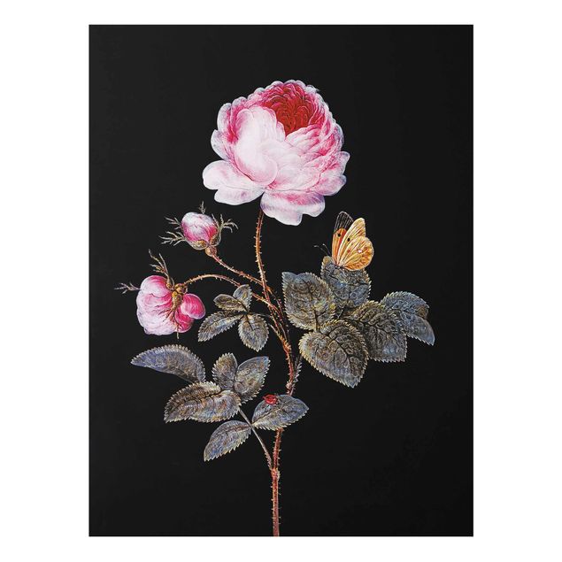 Glass print - Barbara Regina Dietzsch - The Hundred-Petalled Rose