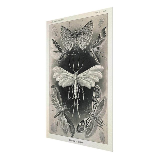 Glass print - Vintage Board Moths And Butterflies