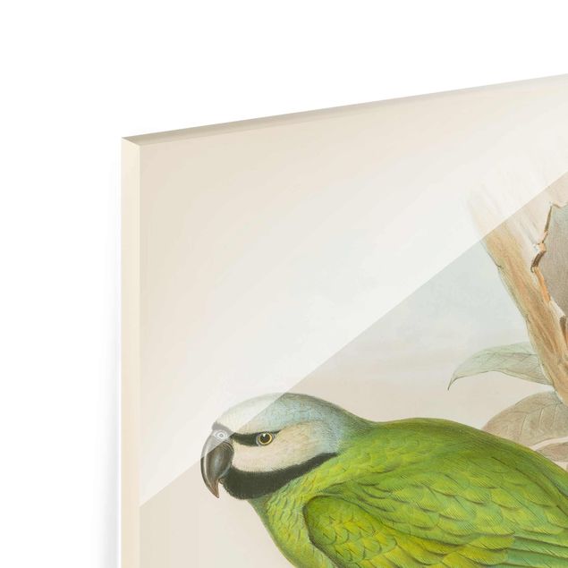 Glass print - Vintage Illustration Tropical Birds II