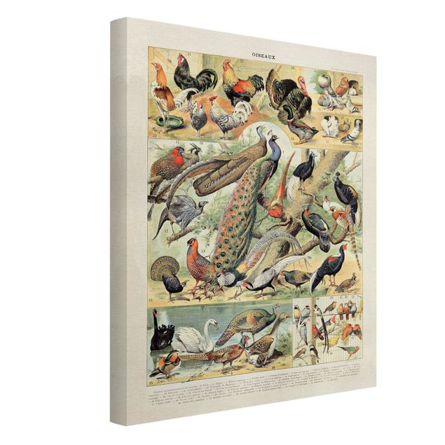 Print on canvas - Vintage Board European Birds