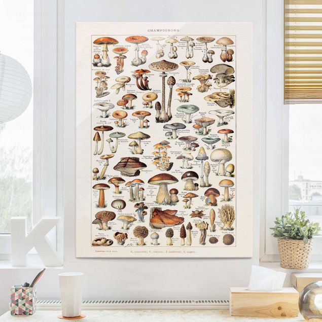 Glas Magnettafel Vintage Board Mushrooms