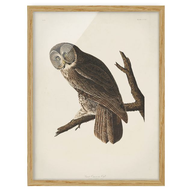 Framed poster - Vintage Board Great Owl
