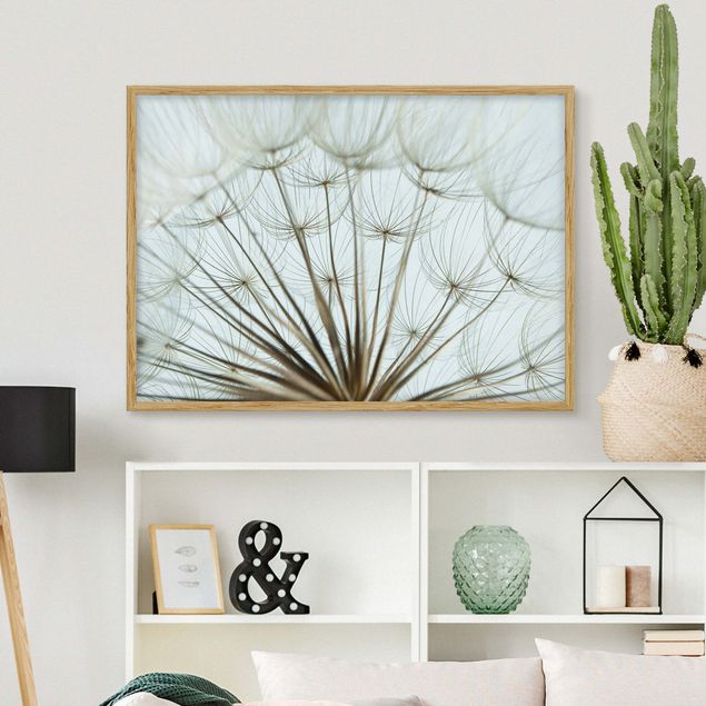 Framed poster - Beautiful dandelion macro shot