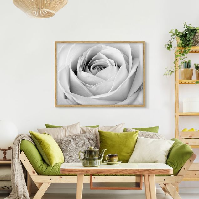 Framed poster - Close Up Rose