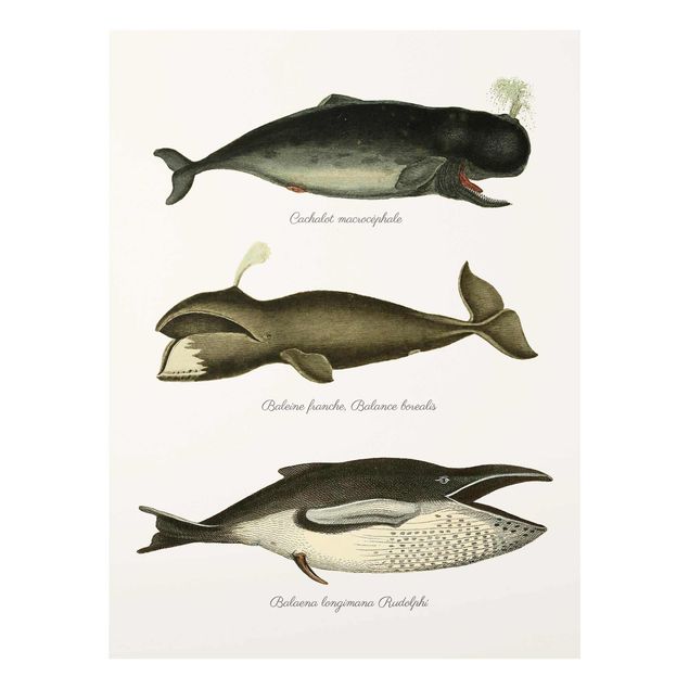 Glass print - Three Vintage Whales