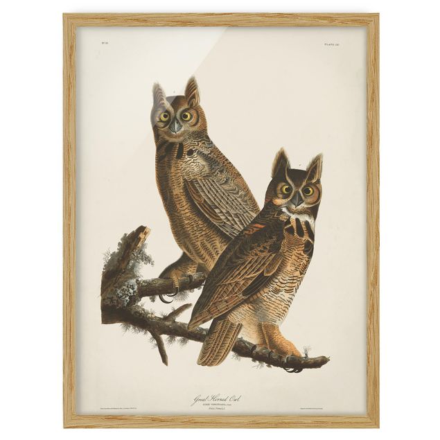 Framed poster - Vintage Board Two Large Owls