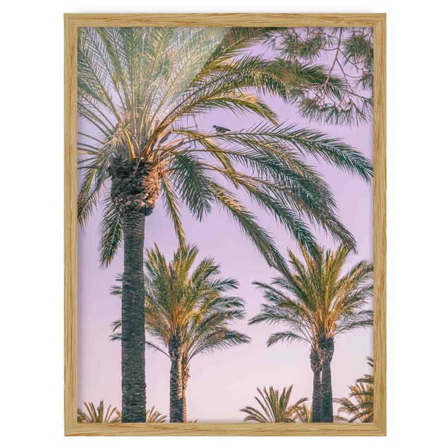Framed poster - Palm Trees At Sunset