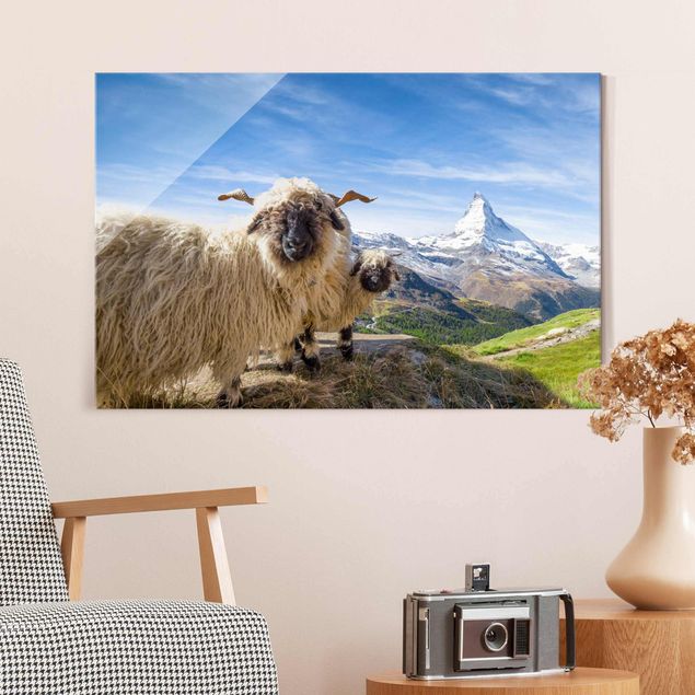 Glas Magnetboard Blacknose Sheep Of Zermatt