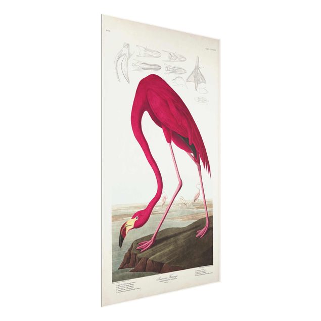 Glass print - Vintage Board American Flamingo