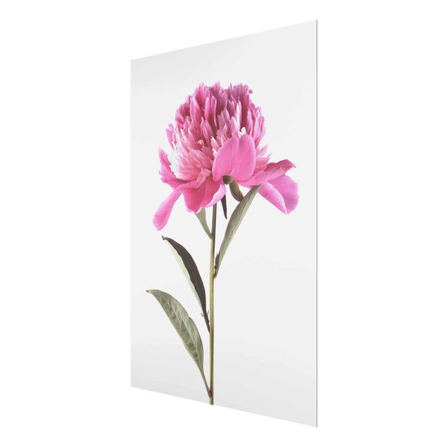 Glass print - Blooming Peony Pink On White