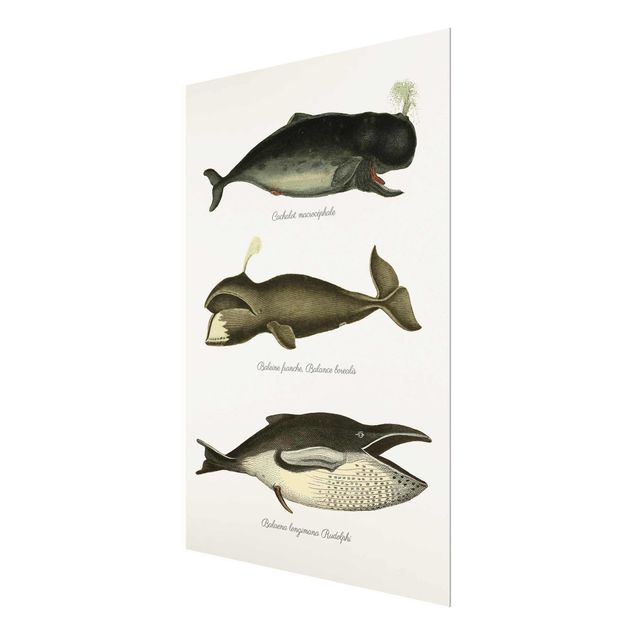 Glass print - Three Vintage Whales