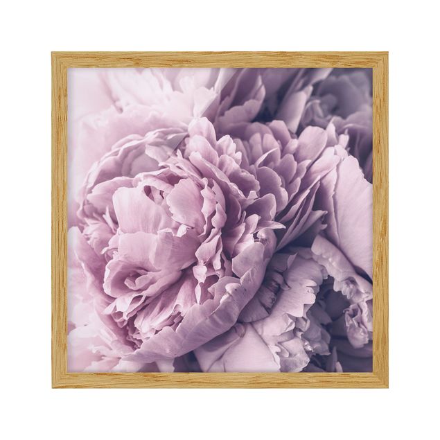 Framed poster - Purple Peony Blossoms