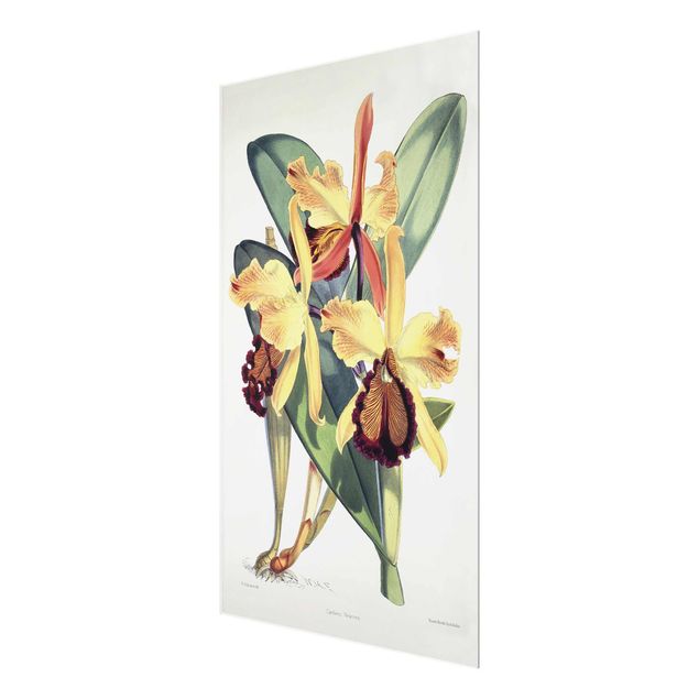Glass print - Walter Hood Fitch - Orchid