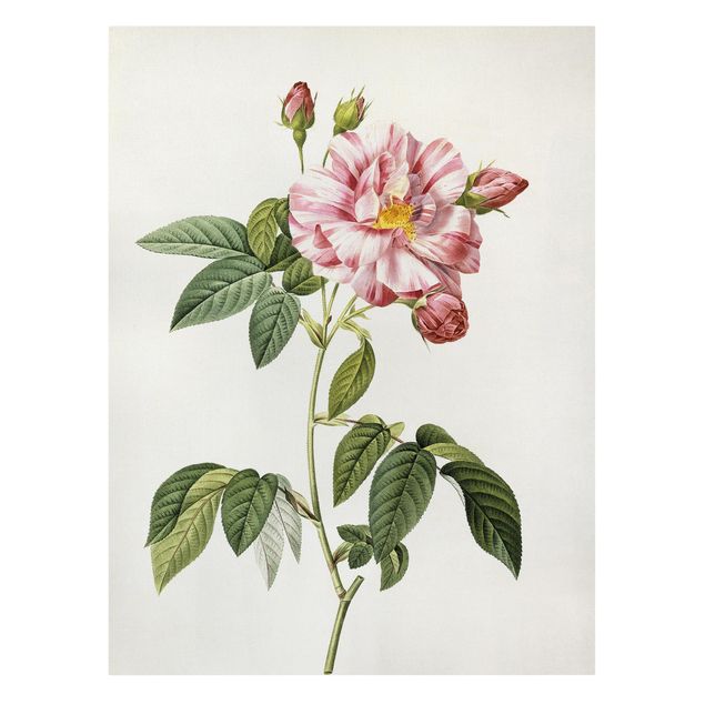 Canvas print - Pierre Joseph Redoute - Pink Gallica Rose