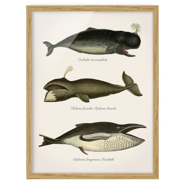 Framed poster - Three Vintage Whales