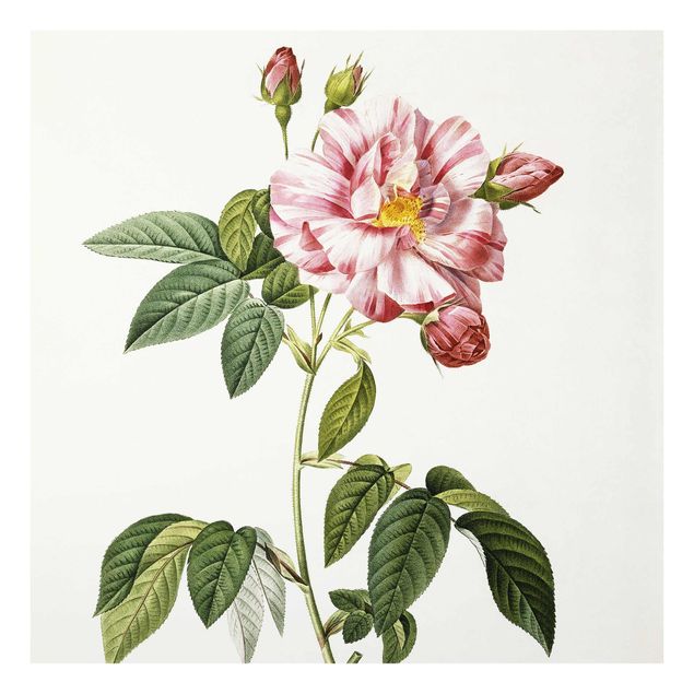 Glass print - Pierre Joseph Redoute - Pink Gallica Rose