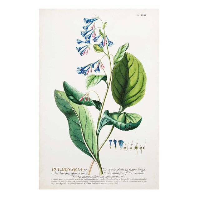 Glass print - Vintage Botanical Illustration Lungwort