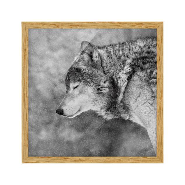 Framed poster - Winter Wolf