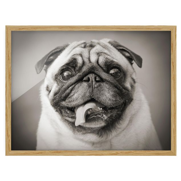 Framed poster - Funny Pug