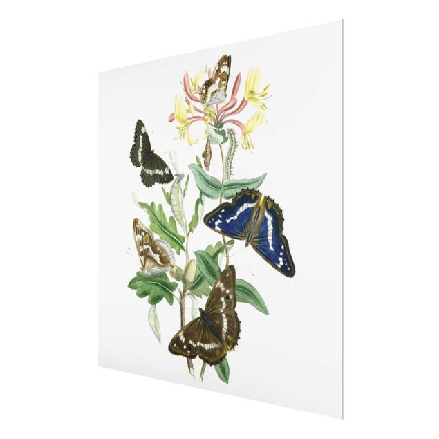 Glass print - British Butterflies IV