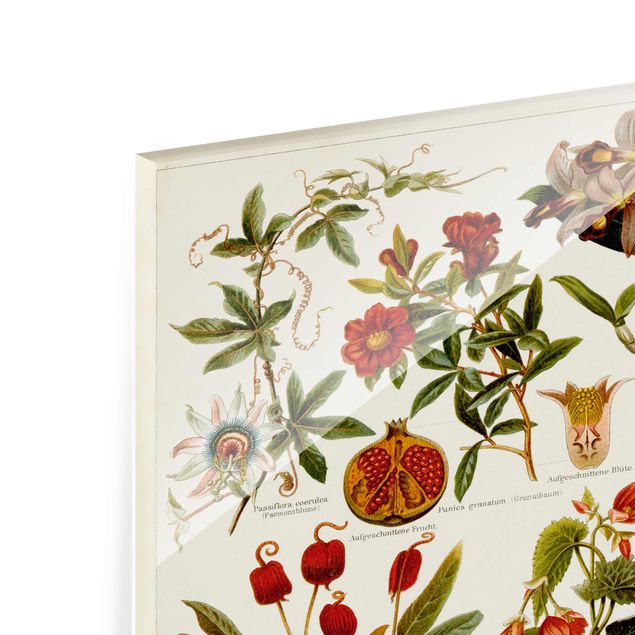 Glass print - Vintage Board Tropical Botany II