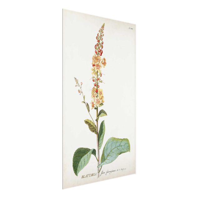 Glass print - Vintage Botanical Illustration Mullein