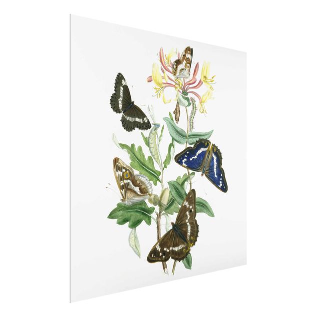 Glass print - British Butterflies IV