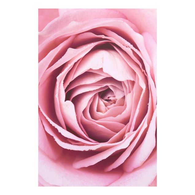 Glass print - Pink Rose Blossom