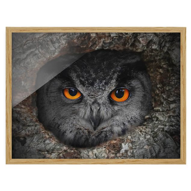 Framed poster - Watching Owl