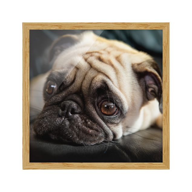 Framed poster - Pensive Pug