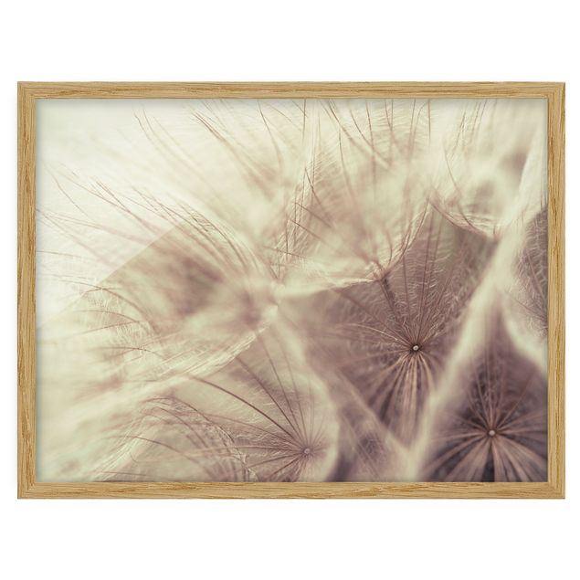 Framed poster - Detailed Dandelion Macro Shot With Vintage Blur Effect