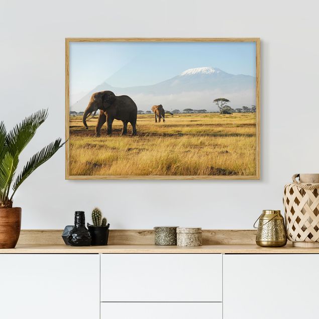 Framed poster - Elephants In Front Of The Kilimanjaro In Kenya