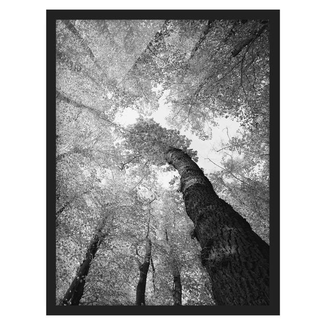 Framed poster - Trees Of Life II
