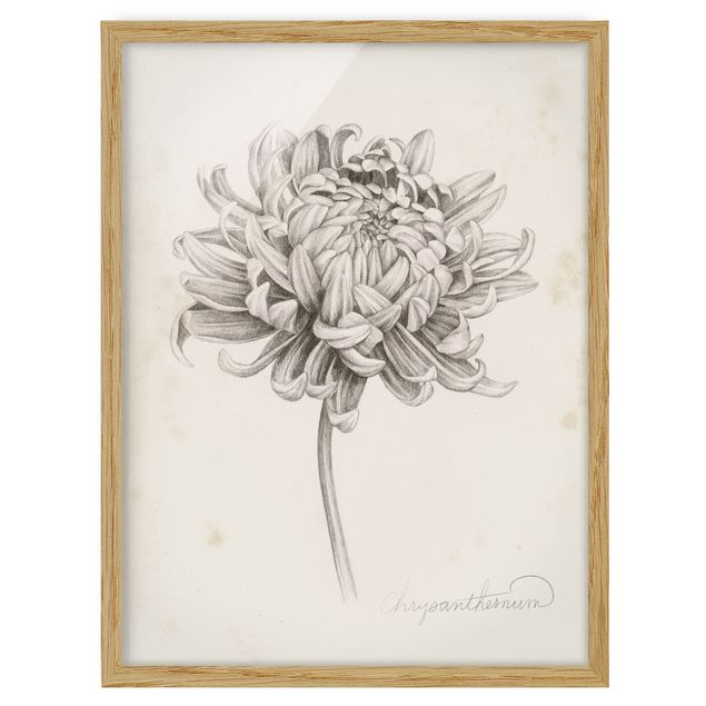 Framed poster - Botanical Study Chrysanthemum I
