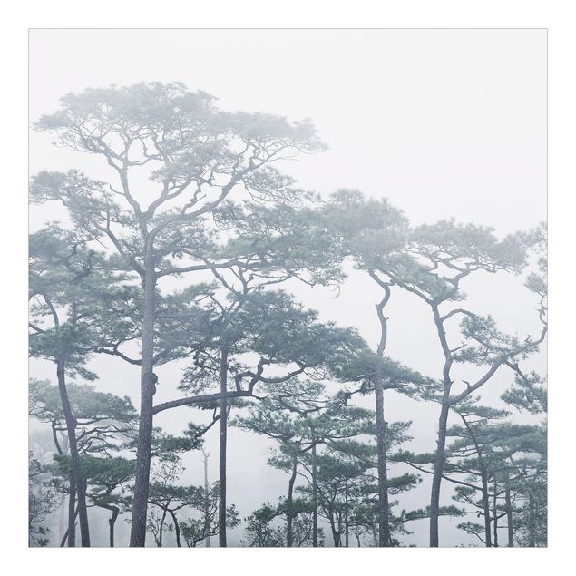 Wallpaper - Treetops In Fog