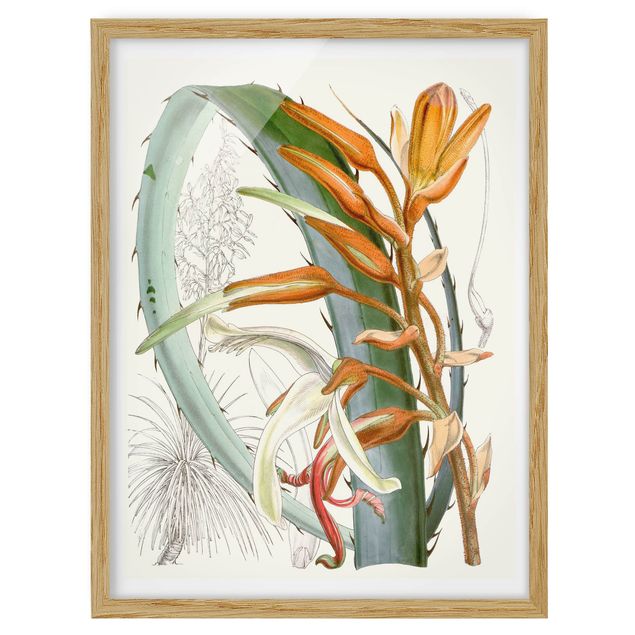 Framed poster - Vintage Illustration Tropical Flowers I