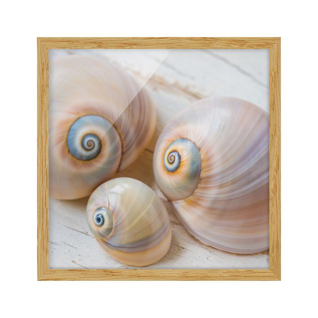 Framed poster - Clam Trio On Wood