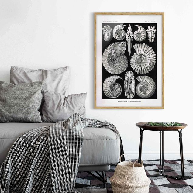 Framed poster - Vintage Board Fossils Black And White