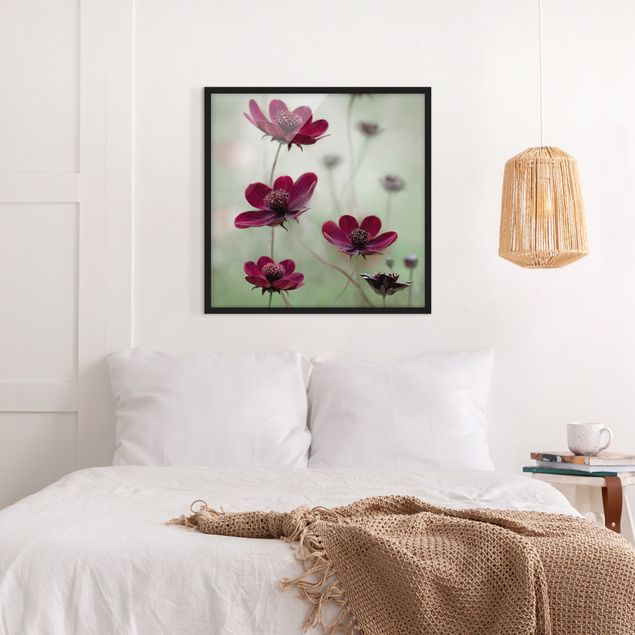 Framed poster - Pink Cosmos Flower