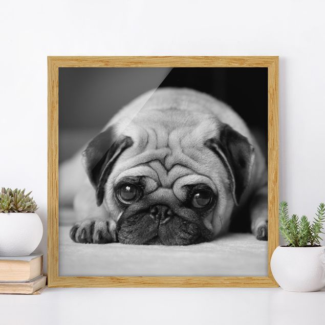 Framed poster - Pug Loves You II