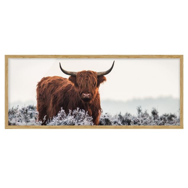 Framed poster - Bison In The Highlands