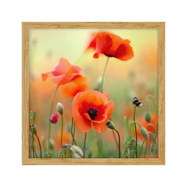 Framed poster - Red Summer Poppy