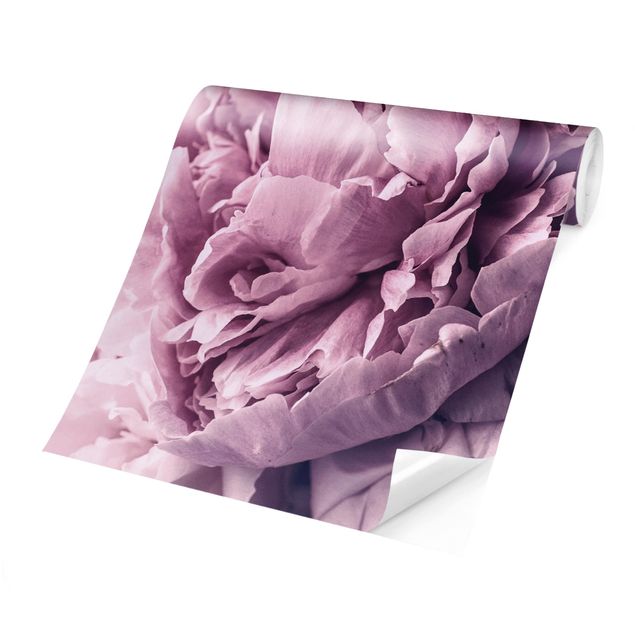 Wallpaper - Purple Peony Blossoms