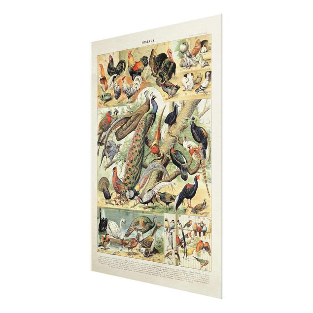 Glass print - Vintage Board European Birds