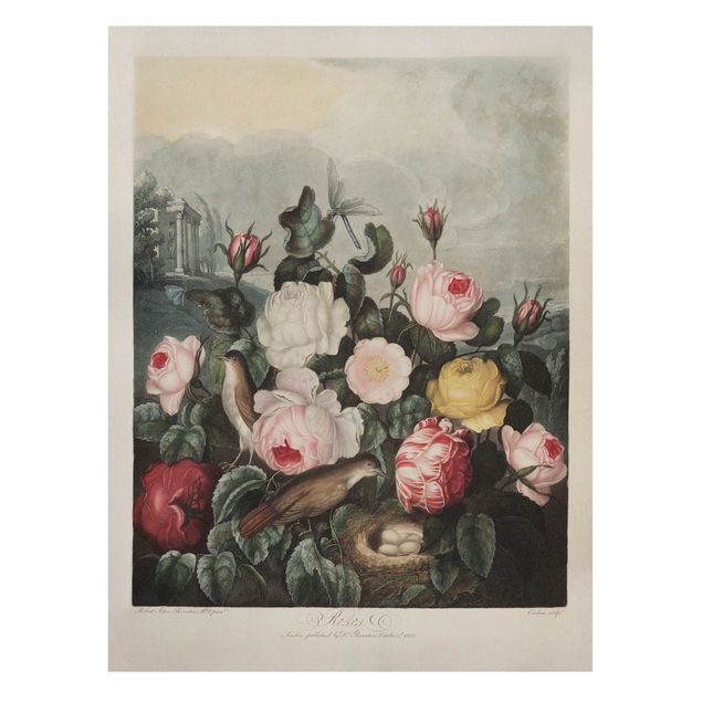Print on canvas - Botany Vintage Illustration Of Roses